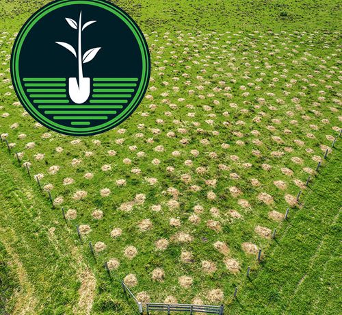 OTP trees 2